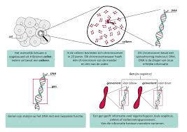 dna onderzoek
